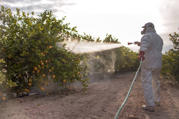 Best Flea Control Services  in Ajo, AZ