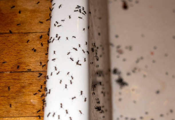 Best Ant Control Services  in Ajo, AZ