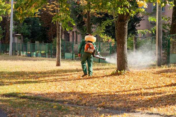 Best Local Pest Control Services  in Ajo, AZ