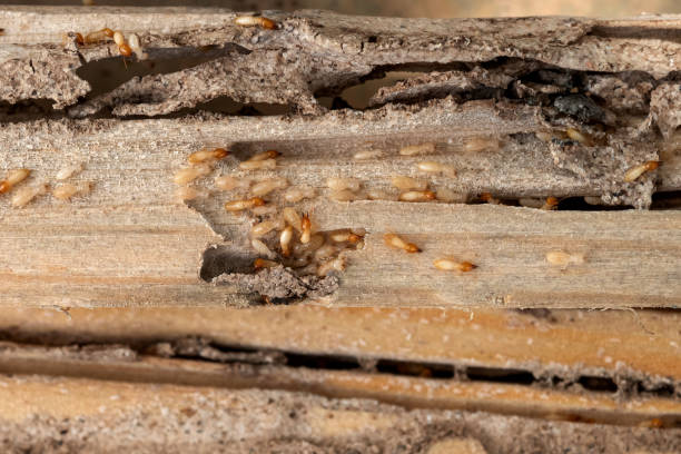 Professional Pest Control in Ajo, AZ
